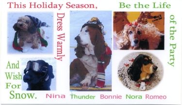 Nina, Thunder, Bonnie, Nora  & Romeo