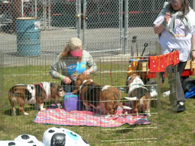 Debbie and Diana Grove with the hounds at the BoardWaddle picnic.