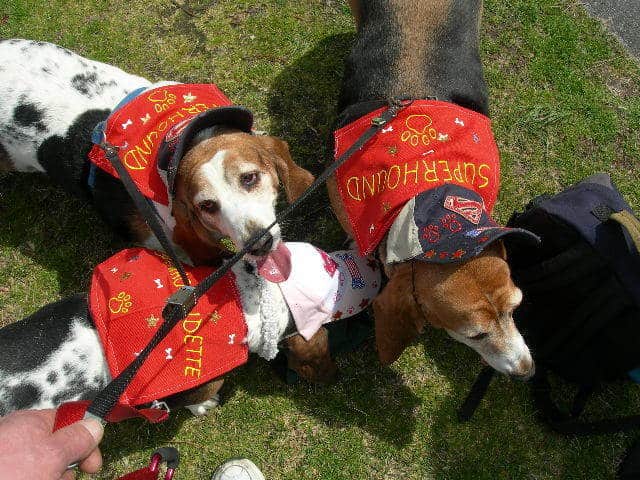 Proud houndies in their BoardWaddle costumes