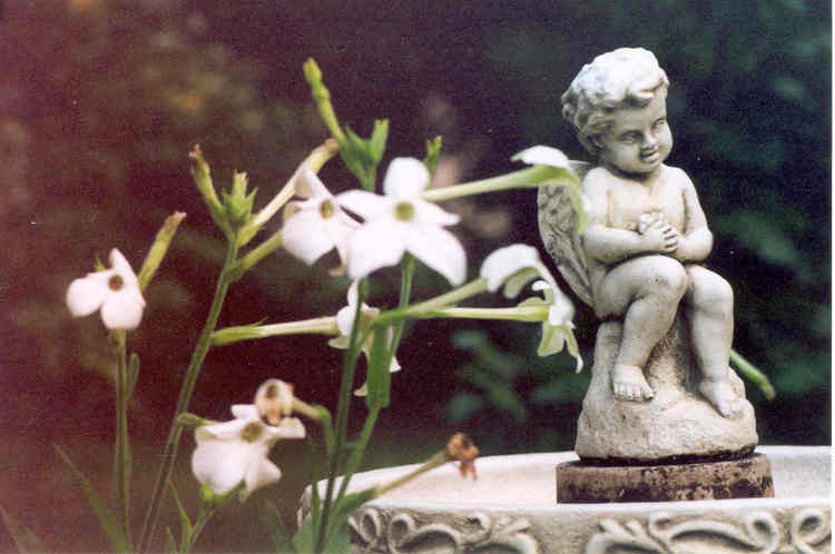 Cherub in Birdbath