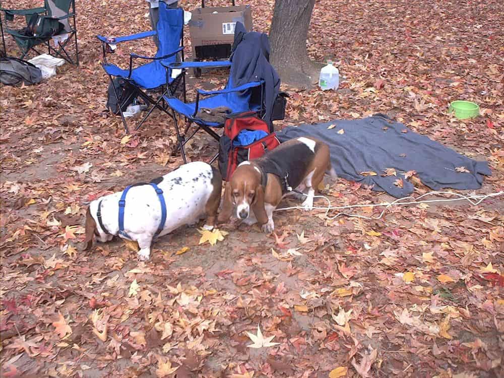 The boys arrive at their first Howloween bash.