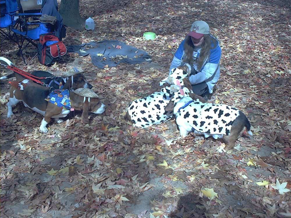 The cows get inspected by the cowboys.