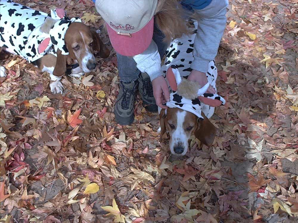 Debbie created the boys' costumes.  We are Basset cows for the bash. 