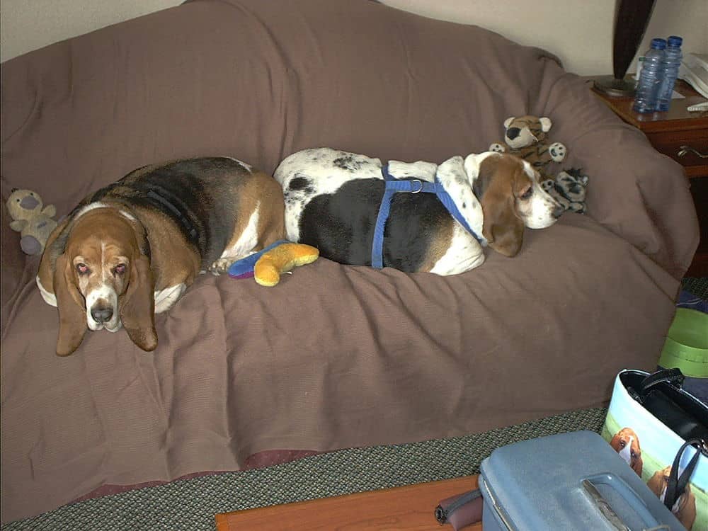 Basset bed at Michigan Waddle