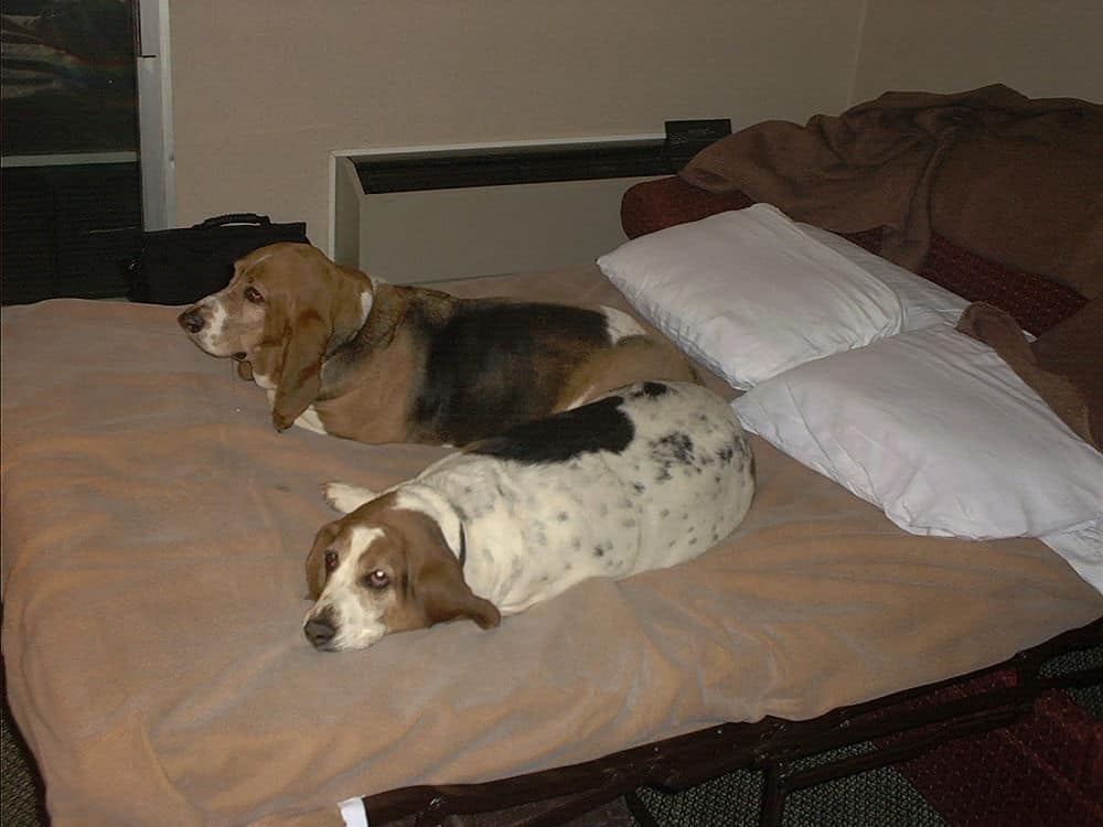 Full Basset bed mode.