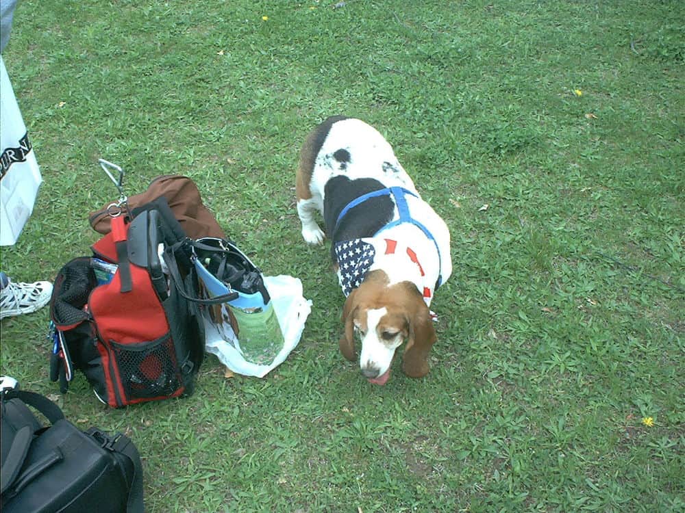 Jacques at the off-lead picnic.