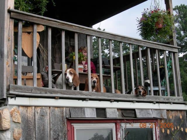 Bassets looking out from their porch, at The Barn.