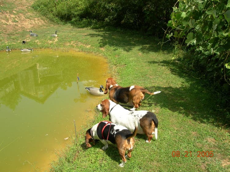 Basset gathering at the pond below The Barn. 